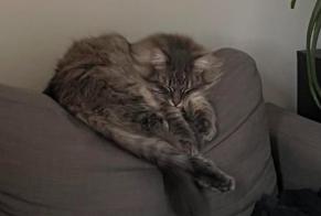 Alerta de Desaparición Gato  Macho , 3 años Vourles Francia