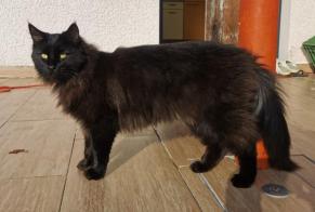 Alerta de Desaparición Gato  Macho , 6 años Douvaine Francia