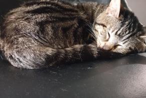 Alerta de Desaparición Gato cruce Hembra , 3 años Saint-Étienne Francia