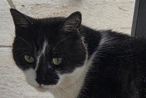 Alerta de Desaparición Gato Macho , 6 años Larressore Francia