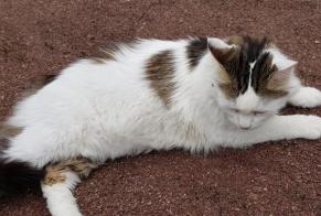 Alerta de Desaparición Gato cruce Macho , 15 años Montry Francia