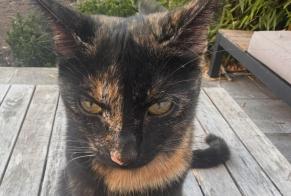 Alerta de Desaparición Gato Hembra , 1 años L'Aiguillon-la-Presqu'île Francia