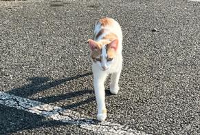 Alerta de Hallazgo Gato Desconocido Mende Francia