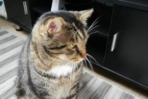 Alerta de Desaparición Gato cruce Macho , 13 años Aix-Noulette Francia