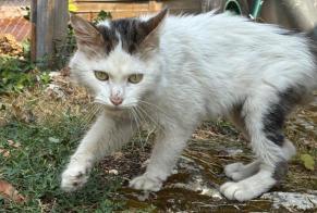 Alerta de Hallazgo Gato Macho Chambray-lès-Tours Francia