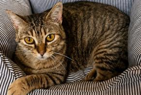 Alerta de Desaparición Gato cruce Macho , 11 años Castelnaudary Francia