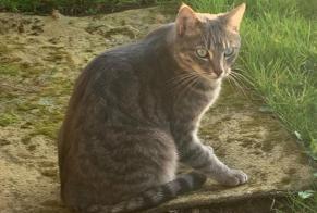 Alerta de Desaparición Gato Macho , 6 años Épervans Francia