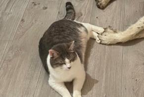 Alerta de Desaparición Gato cruce Macho , 4 años Saint-Lothain Francia
