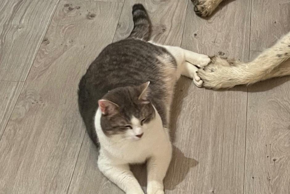 Alerta de Desaparición Gato cruce Macho , 4 años Saint-Lothain Francia