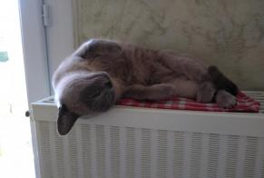 Alerta de Desaparición Gato  Hembra , 5 años Lessac Francia