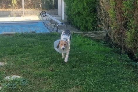 Alerta de Desaparición Perro cruce Macho , 5 años Saint-Jean-de-Muzols Francia