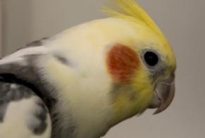 Alerta de Desaparición Pájaro Macho , 2026 años Paris Francia