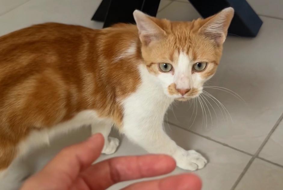 Alerta de Hallazgo Gato Macho Roubaix Francia