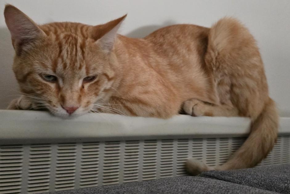 Alerta de Desaparición Gato cruce Macho , 1 años Saint-Pierre-du-Mont Francia