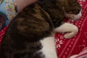 Alerta de Desaparición Gato Macho , 8 años Montauban Francia