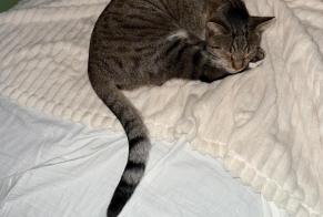 Alerta de Desaparición Gato  Macho , 3 años Biot Francia