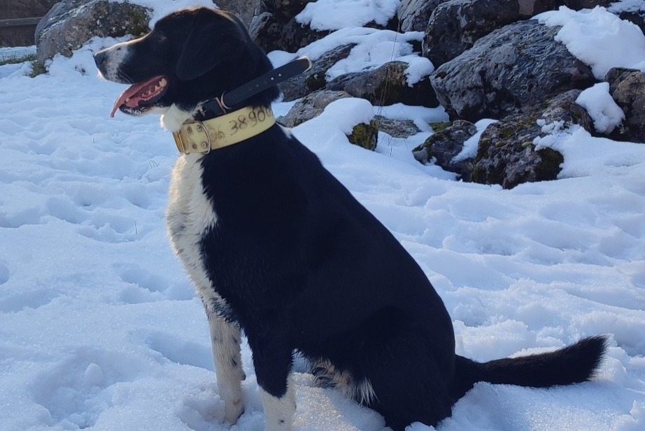 Alerta de Desaparición Perro cruce Hembra , 8 años La Compôte Francia