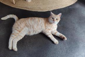 Alerta de Desaparición Gato  Macho , 9 años Honfleur Francia