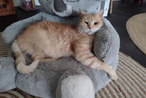 Alerta de Desaparición Gato  Macho , 9 años Honfleur Francia