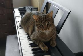 Alerta de Desaparición Gato cruce Macho , 9 años Bois-de-Céné Francia