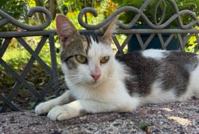 Alerta de Hallazgo Gato Macho Bon-Encontre Francia