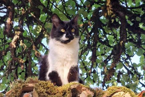 Alerta de Desaparición Gato Macho , 1 años Mondelange Francia