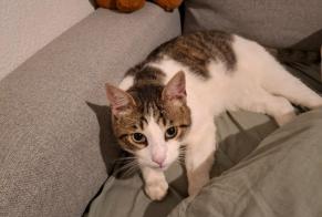 Alerta de Hallazgo Gato cruce Macho , 3 años Rennes Francia