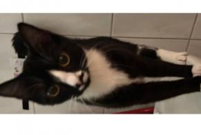 Alerta de Desaparición Gato cruce Hembra , 2 años Vallon-Pont-d'Arc Francia