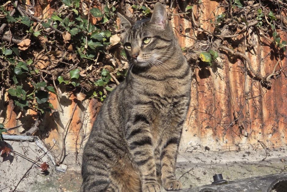 Alerta de Desaparición Gato cruce Macho , 2 años La Garenne-Colombes Francia