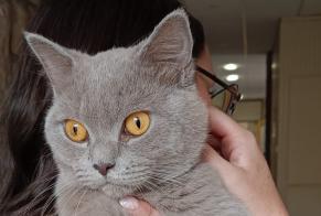 Alerta de Hallazgo Gato  Macho Valence Francia