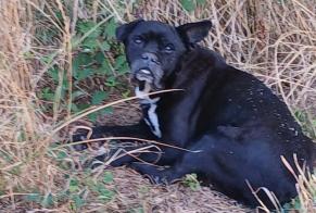Alerta de Hallazgo Perro cruce Macho Lieuron Francia