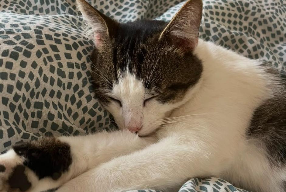 Alerta de Desaparición Gato cruce Macho , 4 años Labergement-lès-Seurre Francia