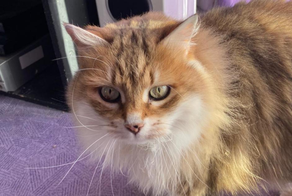 Alerta de Desaparición Gato cruce Macho , 11 años Chelles Francia