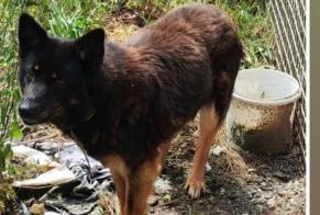 Alerta de Desaparición Perro cruce Hembra , 4 años Trégueux Francia