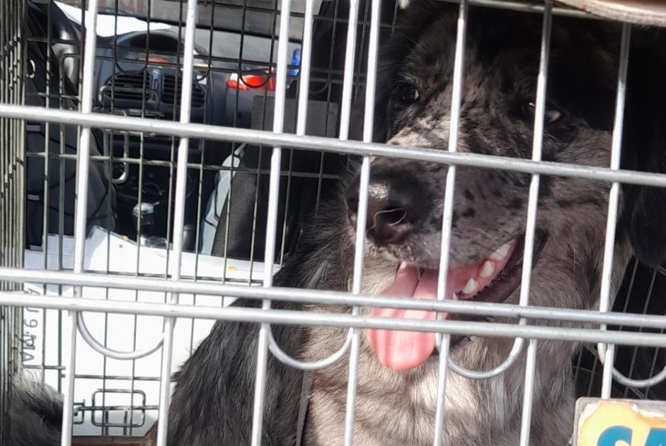 Alerta de Hallazgo Perro Desconocido Tarascon-sur-Ariège Francia