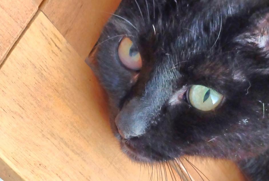 Alerta de Desaparición Gato Macho , 10 años Moret-Loing-et-Orvanne Francia