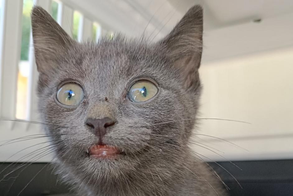 Alerta de Hallazgo Gato Desconocido Le Mans Francia