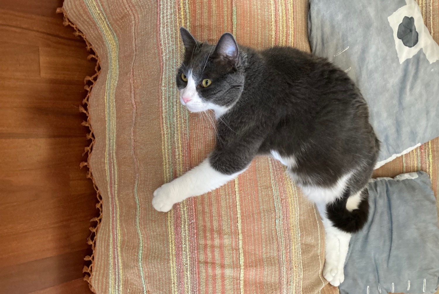 Alerta de Desaparición Gato  Hembra , 3 años Villers-sur-Authie Francia