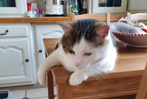 Alerta de Desaparición Gato Macho , 11 años Saint-Mard Francia
