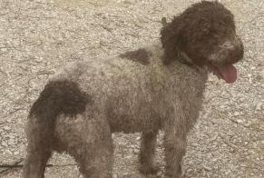 Alerta de Hallazgo Perro  Macho Mazan Francia