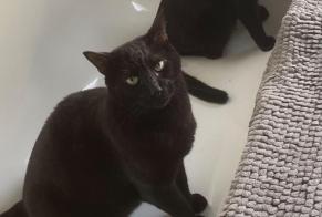 Alerta de Desaparición Gato  Macho , 3 años Villotte-sur-Aire Francia