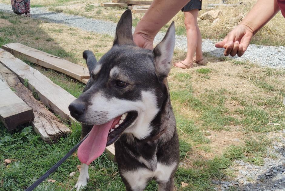 Alerta de Hallazgo Perro cruce Macho Jarnages Francia