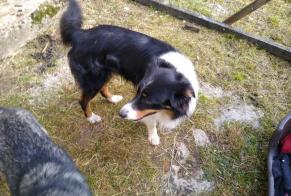 Alerta de Desaparición Perro  Macho , 6 años Poncin Francia