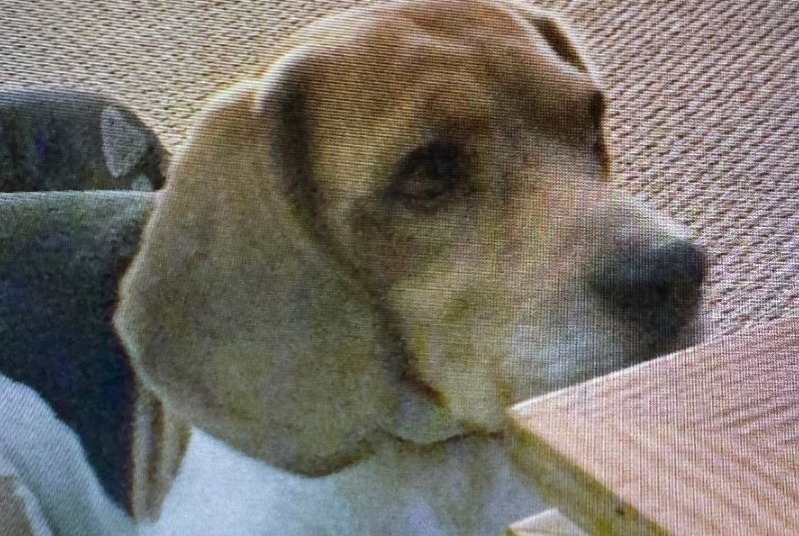 Alerta de Desaparición Perro  Macho , 11 años Lanton Francia