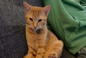Alerta de Desaparición Gato Macho , 1 años Mennecy Francia