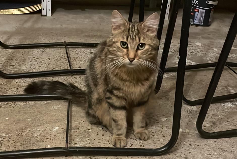 Alerta de Hallazgo Gato Macho Saint-Sulpice-sur-Risle Francia