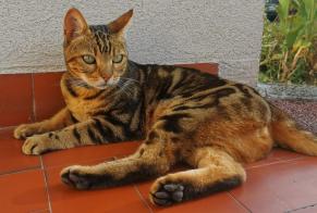 Alerta de Hallazgo Gato Hembra Talence Francia