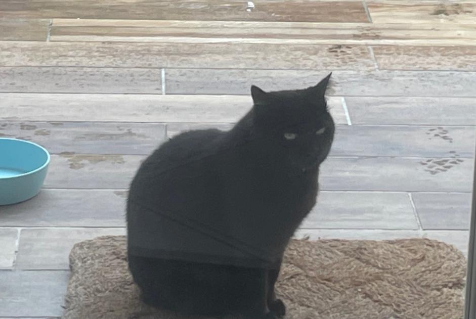 Alerta de Desaparición Gato Hembra , 6 años Prignac-et-Marcamps Francia
