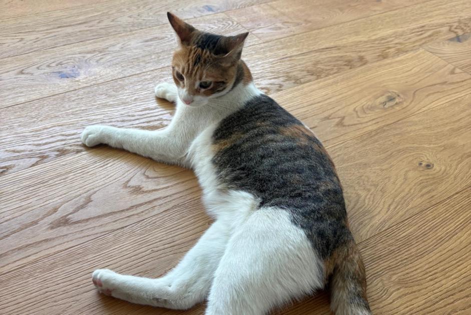 Alerta de Hallazgo Gato cruce Hembra Toulouse Francia