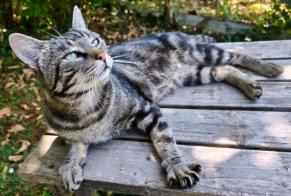 Alerta de Hallazgo Gato Macho Loire-Authion Francia